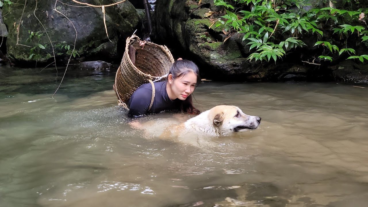 The accident happened in the stream; the farm was destroyed by a herd of buffalo.