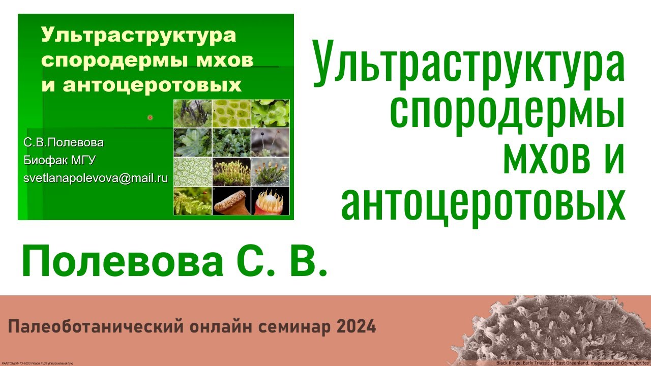Полевова С.В. - Ультраструктура спородермы мхов и антоцеротовых