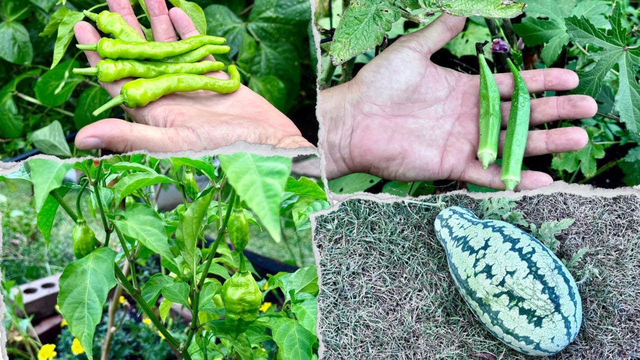 Winter Garden Update | King Chili, Radish, Naga Cherry Tomato!!!