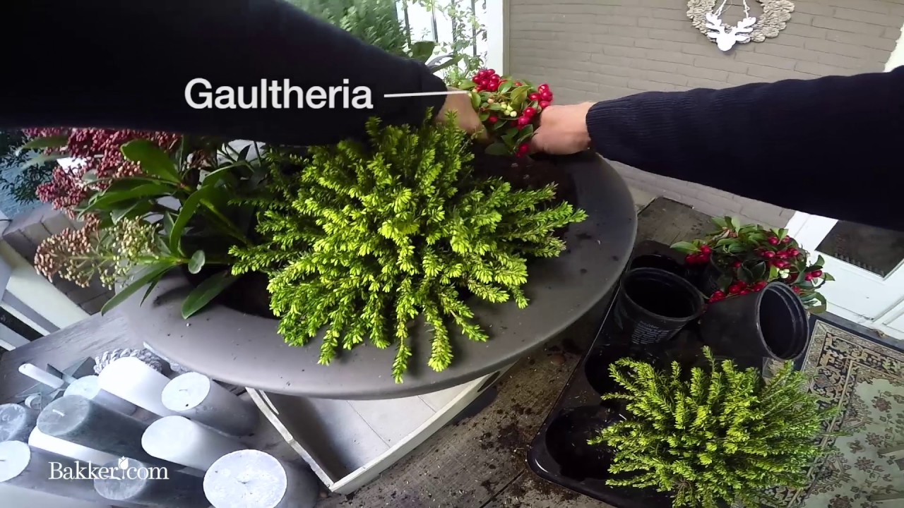 Making your own Christmas arrangement