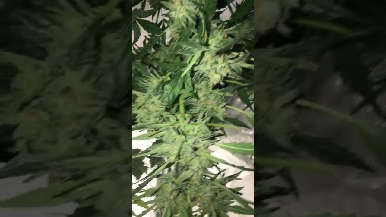 Harvest Day! Hang Drying LA Kush Cake