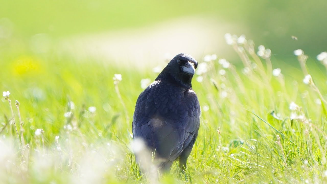 4K Czarnowron / Carrion crow / Corvus corone corone