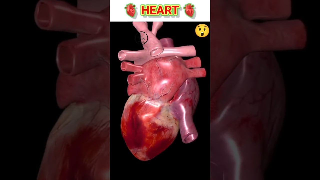 Human Heart Sound (Lub Dub) 😲 | Human Heart Anatomy | #heart #heartsound #ytshort #ytshorts #shorts
