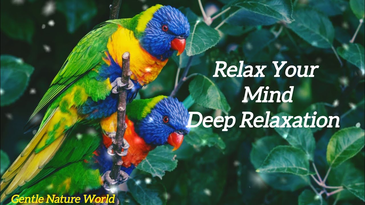 Soothing Birdsong for Stress Relief Calm Morning Birds + Nature Sounds