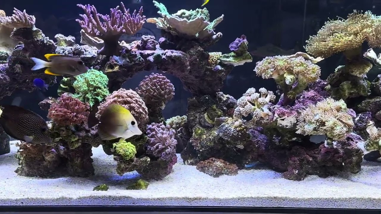 Mixed Reef no sump, no skimmer, no problem