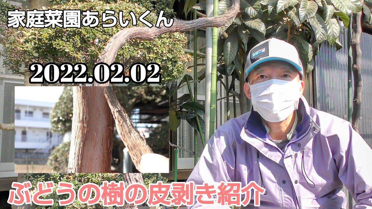 【シャインマスカット、巨峰】第５８回、爽快音！皮むき編【家庭菜園】