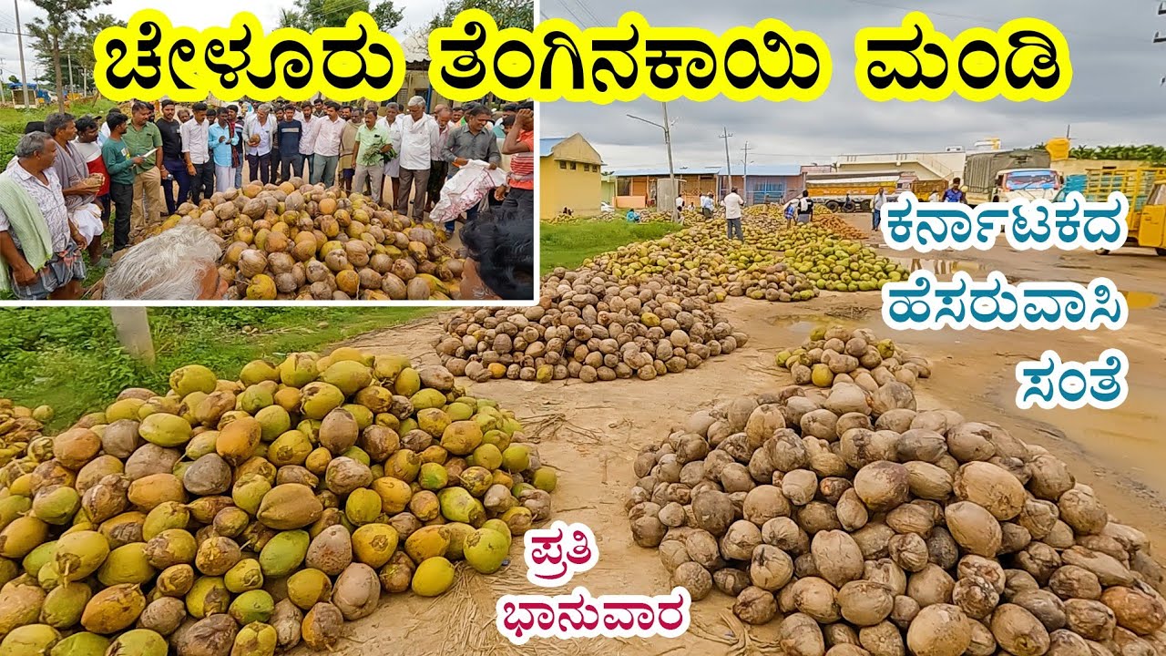 Largest coconut market in Karnataka | Cheluru coconut market Sunday auction