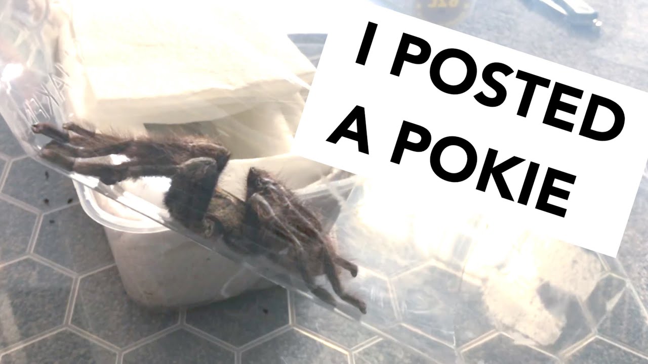 HOW TO PACK A TARANTULA FOR POSTING