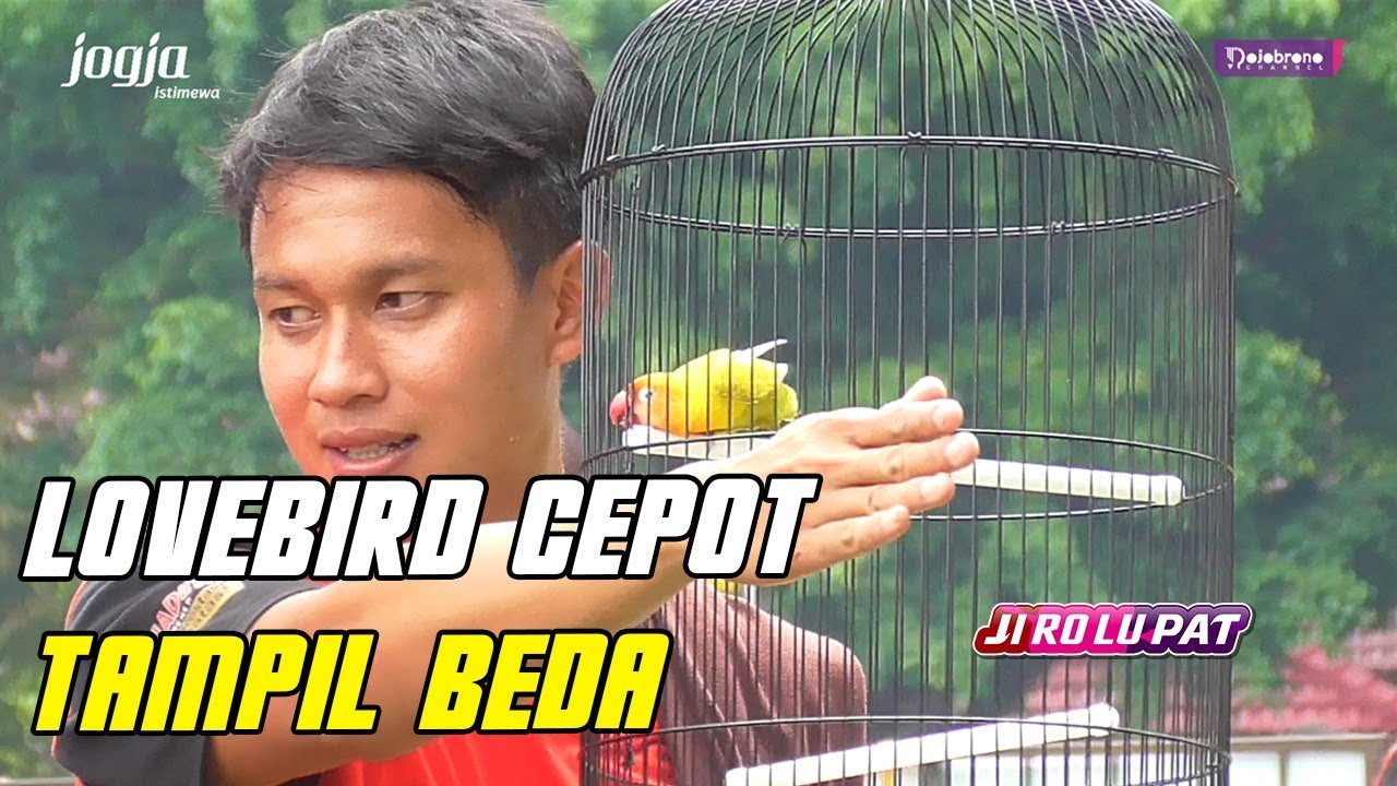 Lovebird CEPOT TAMPIL BEDA di Jogja Istimewa