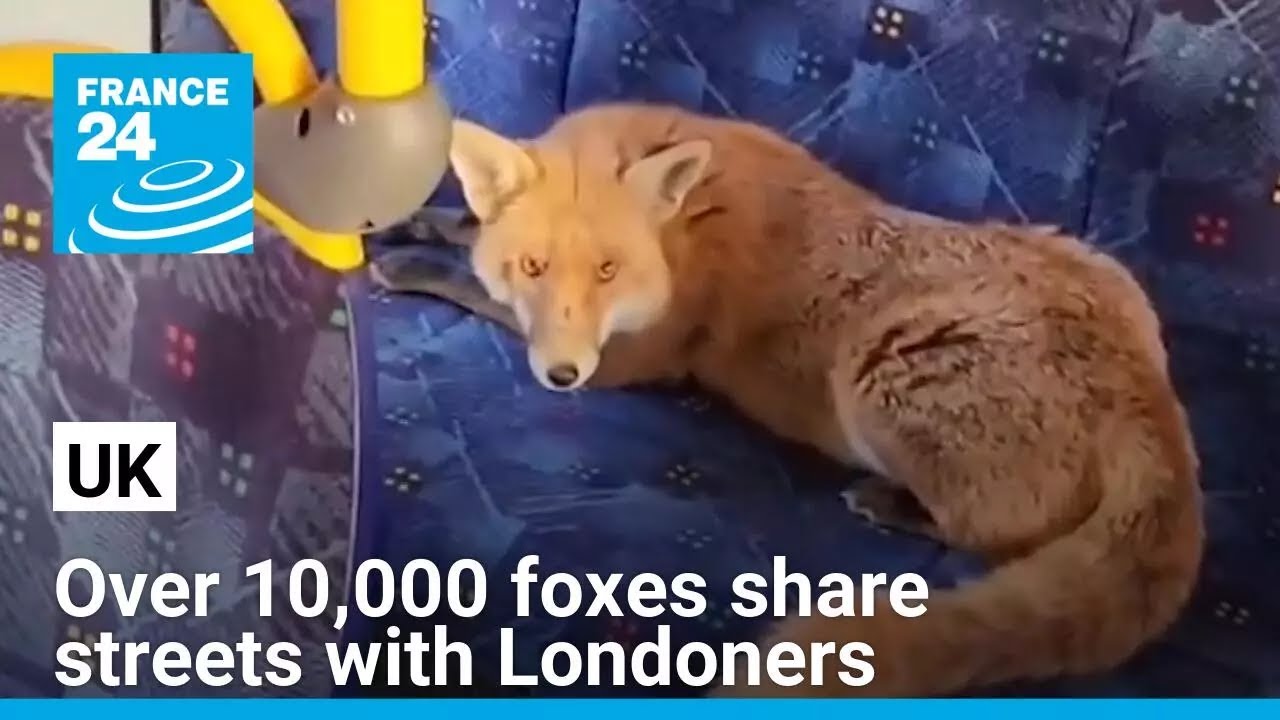 UK: Over 10,000 foxes share streets and gardens with Londoners &bull; FRANCE 24 English