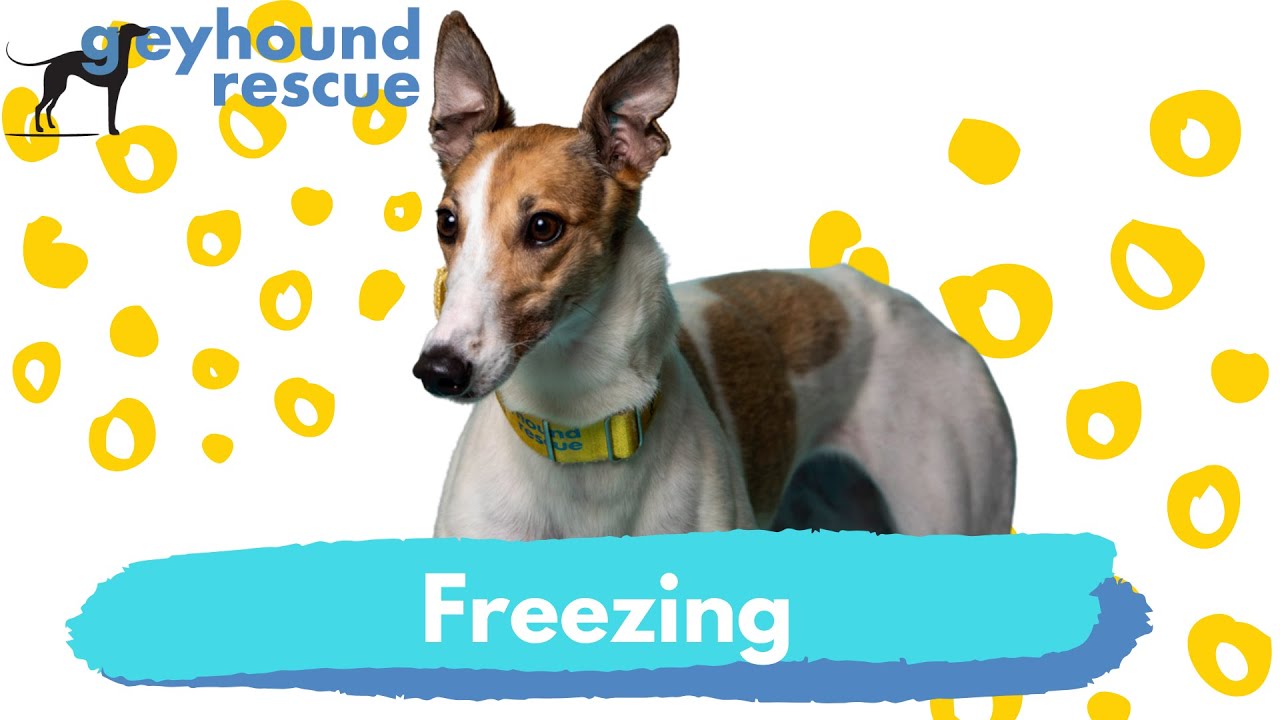 Greyhound Rescue - Freezing