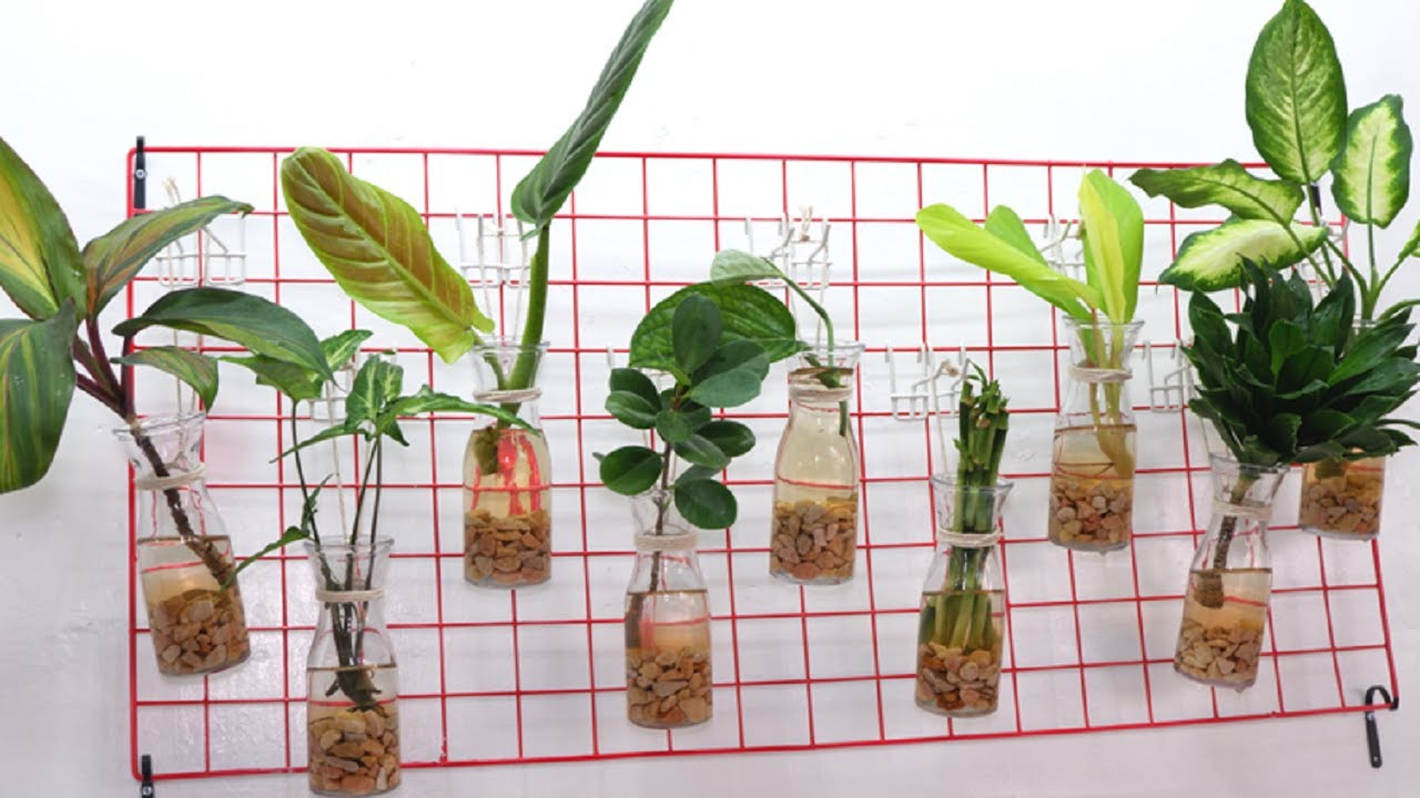 9 Indoor Plants Cuttings that Grow in Water and Decorate for Wall Hanging Using Metal Wire Mesh Grid