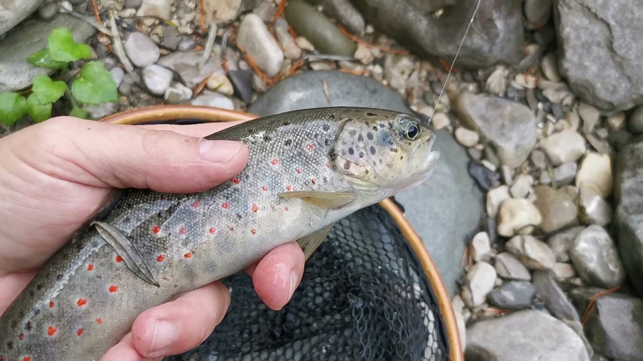 Pêche en nymphe au fil . Un instant au paradis