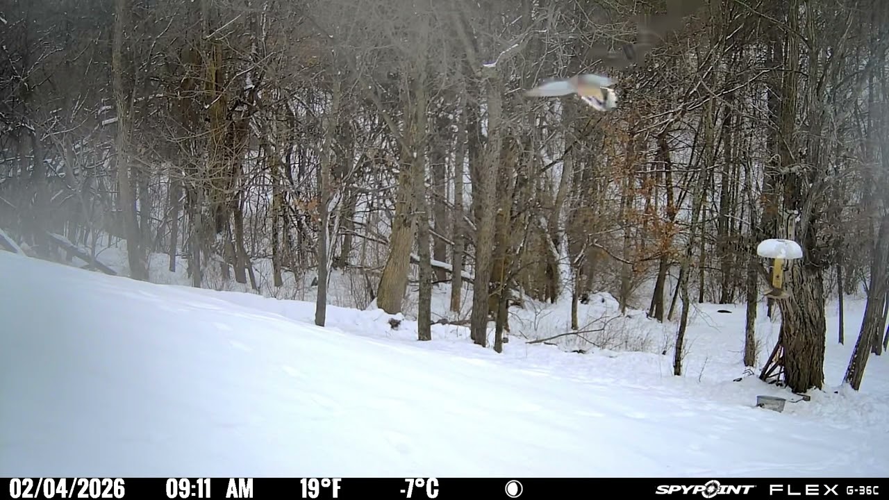 Trail Camera footage 02/04/2026