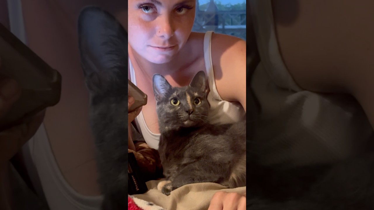 Luna the cat and toilet Tisha!