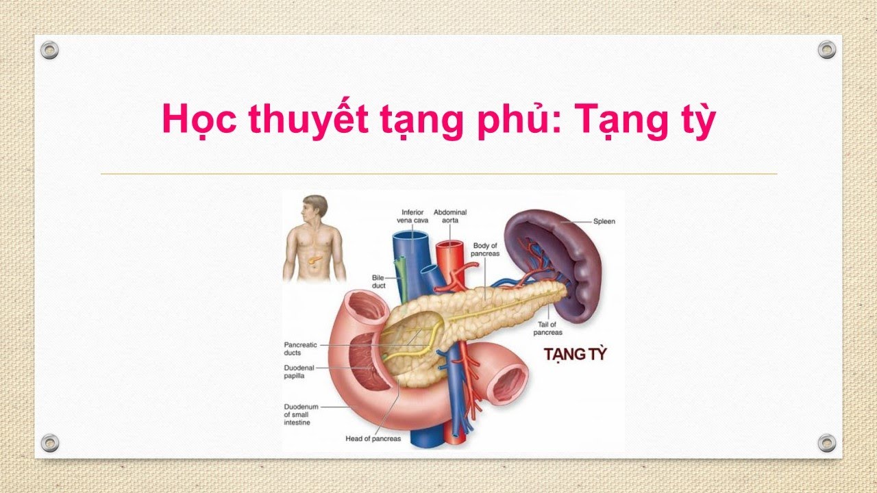 Chức năng của tạng Tỳ theo Y học Cổ truyền I Bacsiyhoccotruyen.vn