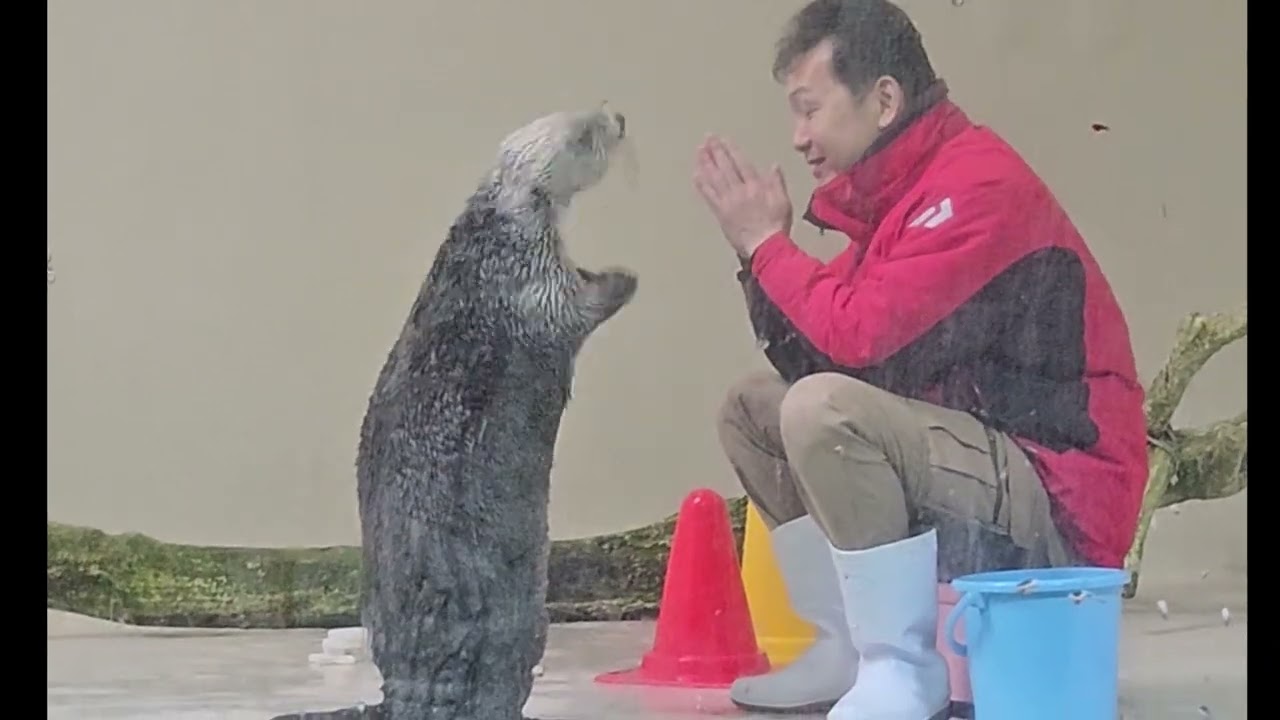 Toba Aquarium 鳥羽水族館 - Sea Otters Mei (メイ) & Kira (キラ)