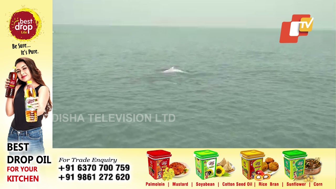 Dolphin Census Gets Underway In Bhitarkanika