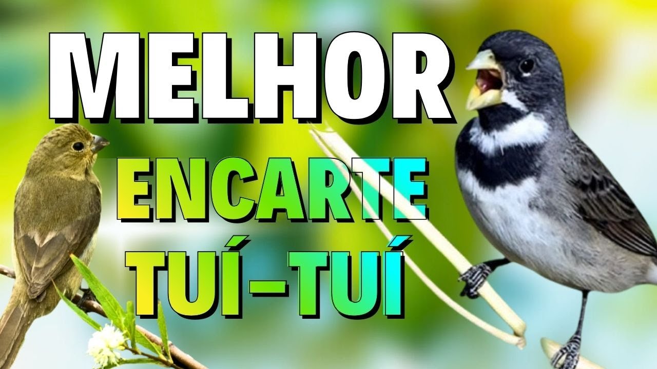 🔴MELHOR CANTO DE COLEIRO TUI TUI PARA ENCARTE 🔴🔴COM SOM DE FÊMEA LOUCO CHAMANDO🔴TURBINE SEU PARDO🔴