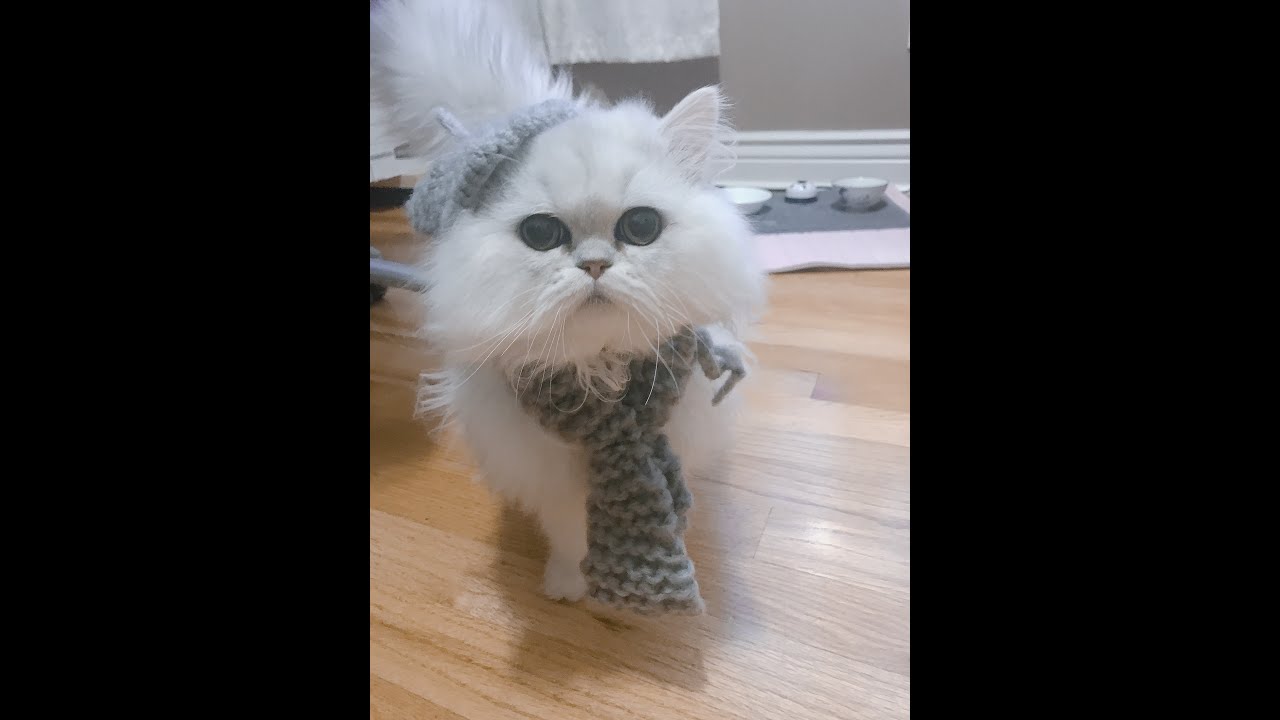 [Coconut the Cat] Knitting a scarf and beret for cat