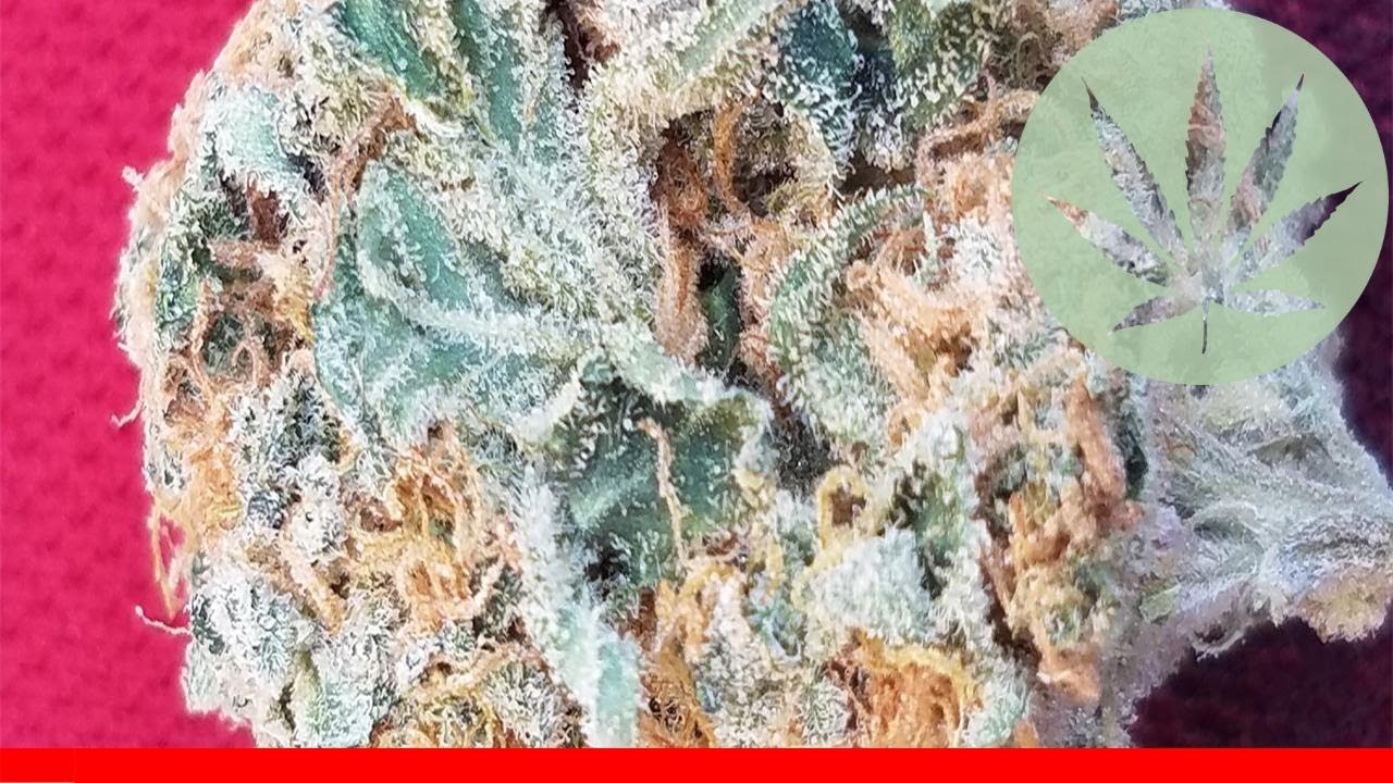 Wonder Woman - All About This Strain