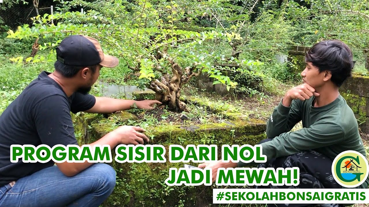 PROGRAM SISIR CANGKOKAN JADI MEWAH DAN MAHAL  || #SEKOLAHBONSAIGRATIS