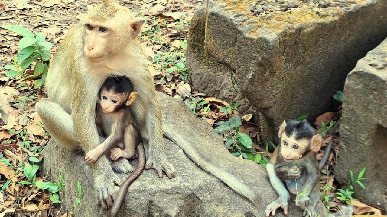 Adorable Baby Monkey in Angkor Area, #1252.