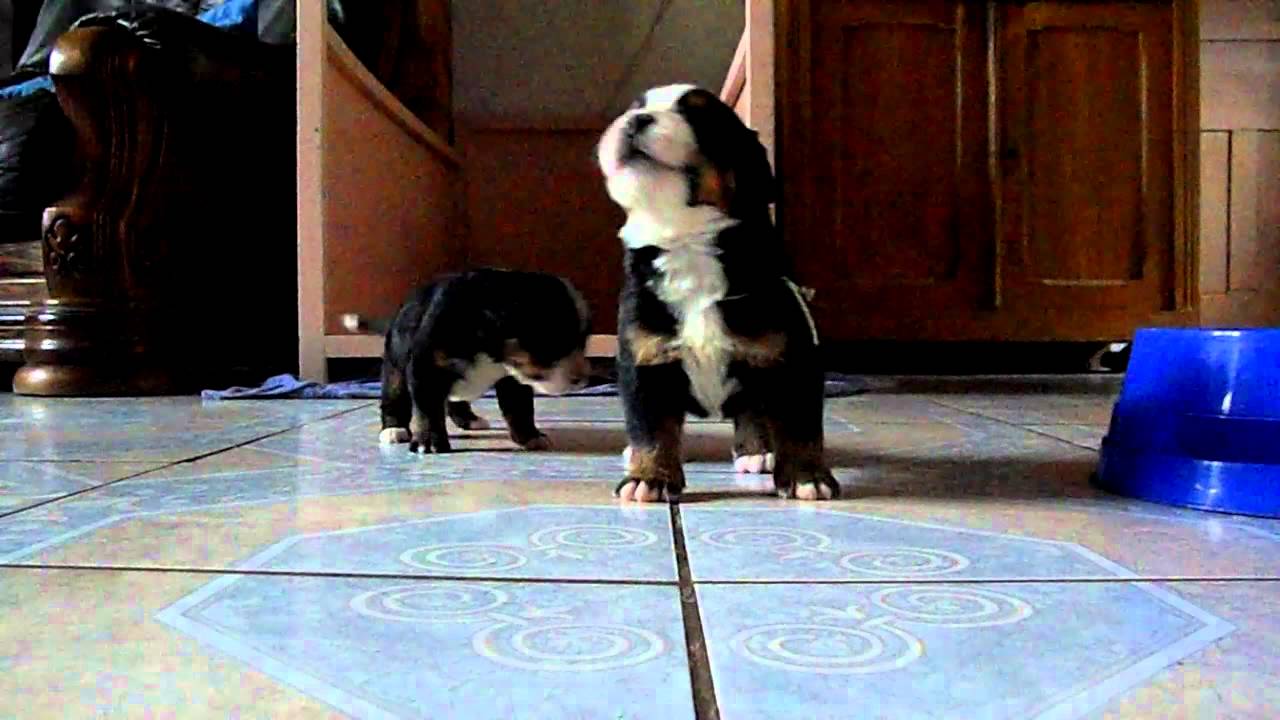 attends maman c'est moi ton bébé bouvier bernois préféré!!!!!!! maaiiiiisssssssss!!!!!!!