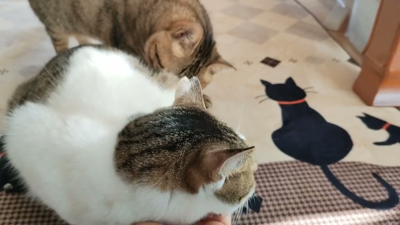 ぽぽちゃんもヨシヨシ👋