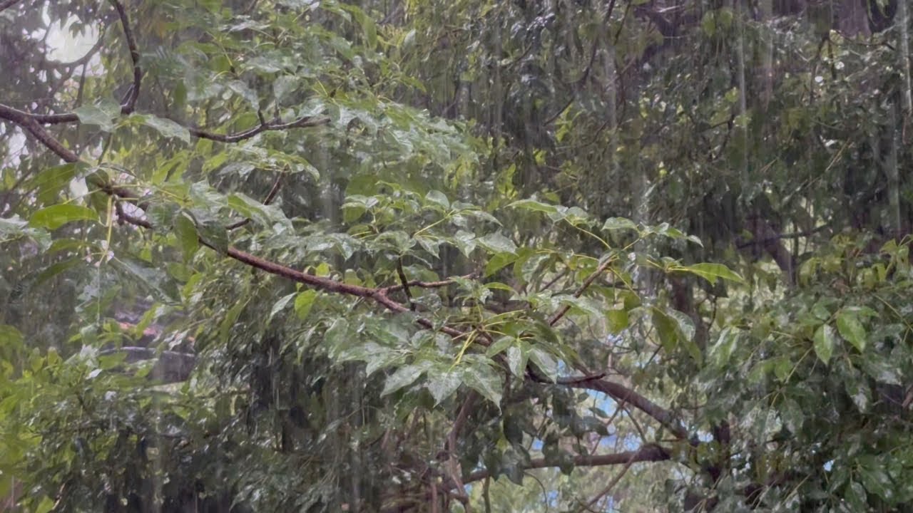 Heavy Loud Rain and Thunder For Deep Sleep Ep08