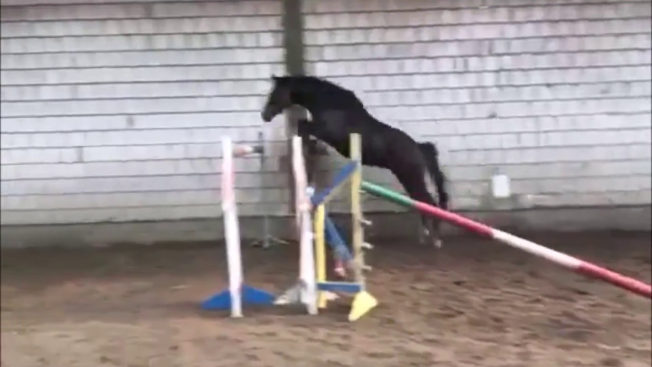 Cormint x Contender, 2014