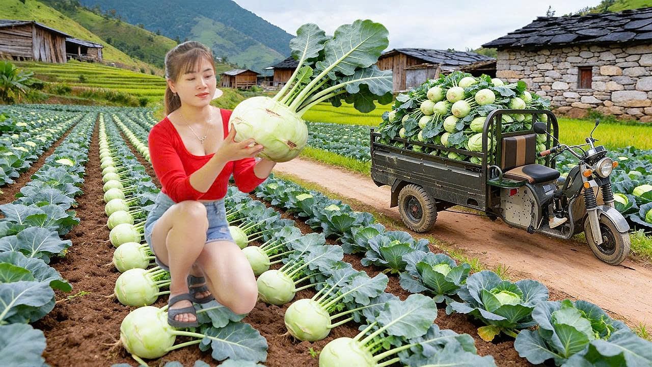 Harvesting Kohlrabi | Green Farm Life – Selling at the Countryside Market