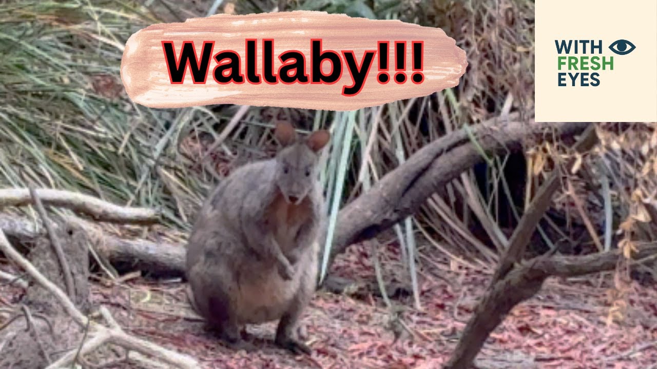 Wallabies in the Forest! #tasmania #wallaby #aussiebush #forest