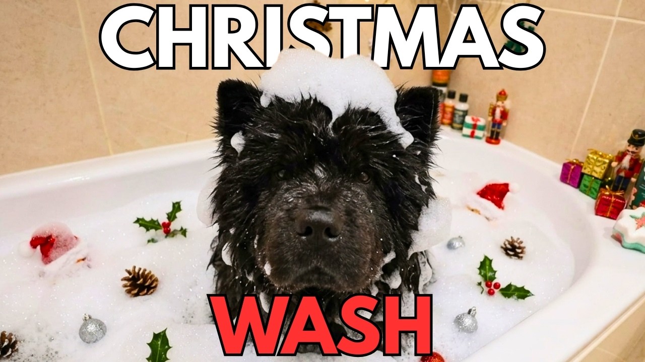 The BIG Clean Up And Bathing Our CHOW CHOW!!