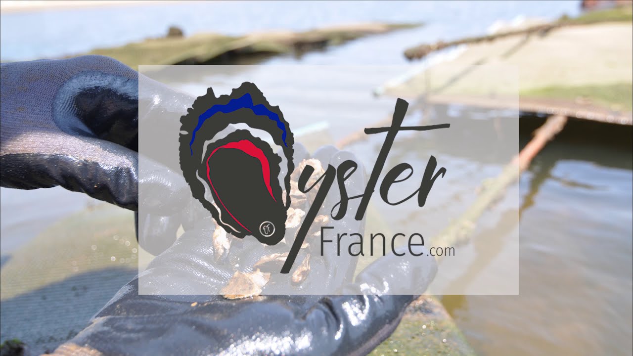 Hossegor Oyster Farming: Production process