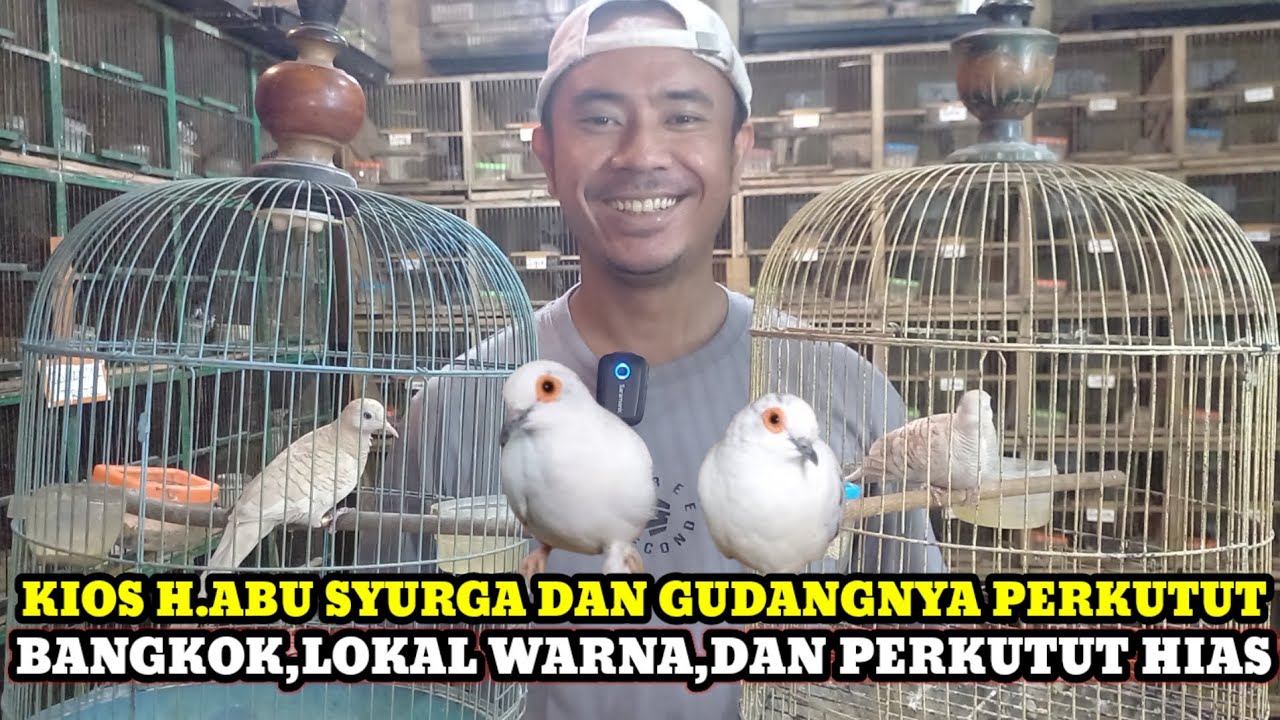 UPDATE HARGA BURUNG PERKUTUT BANGKOK,LOKAL WARNA,KATURANGGAN DAN HIAS DI PASAR BURUNG PRAMUKA