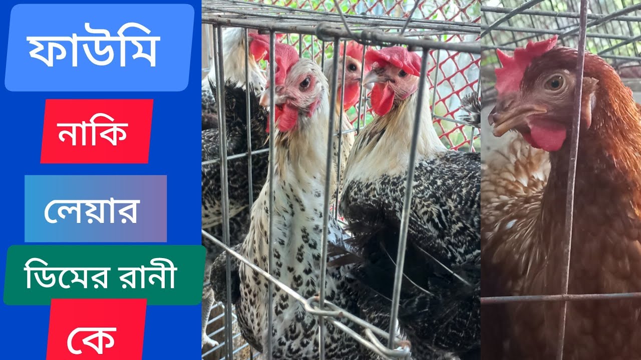 ফাওমি নাকি লেয়ার কে ডিমের রানি | ফাওমি মুরগি পালন | লেয়ার মুরগী পালন | shopner khamar 