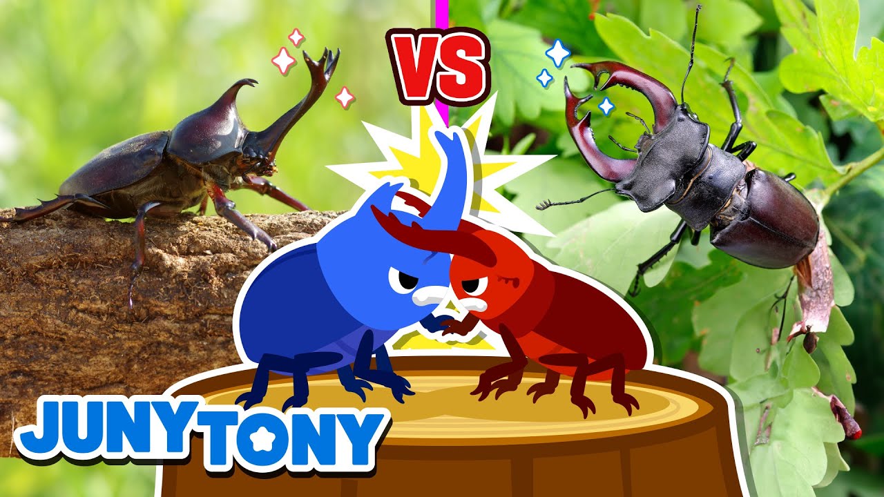 🏆 Besouro-Rinoceronte vs Besouro-Serra-Pau | Desenho Infantil Educativo | JunyTony em Português
