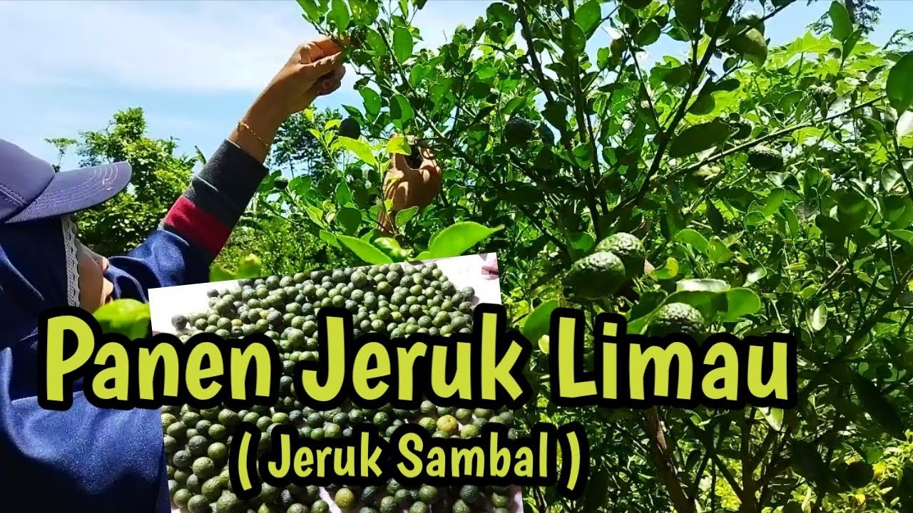 Panen Jeruk Limau/Sambal
