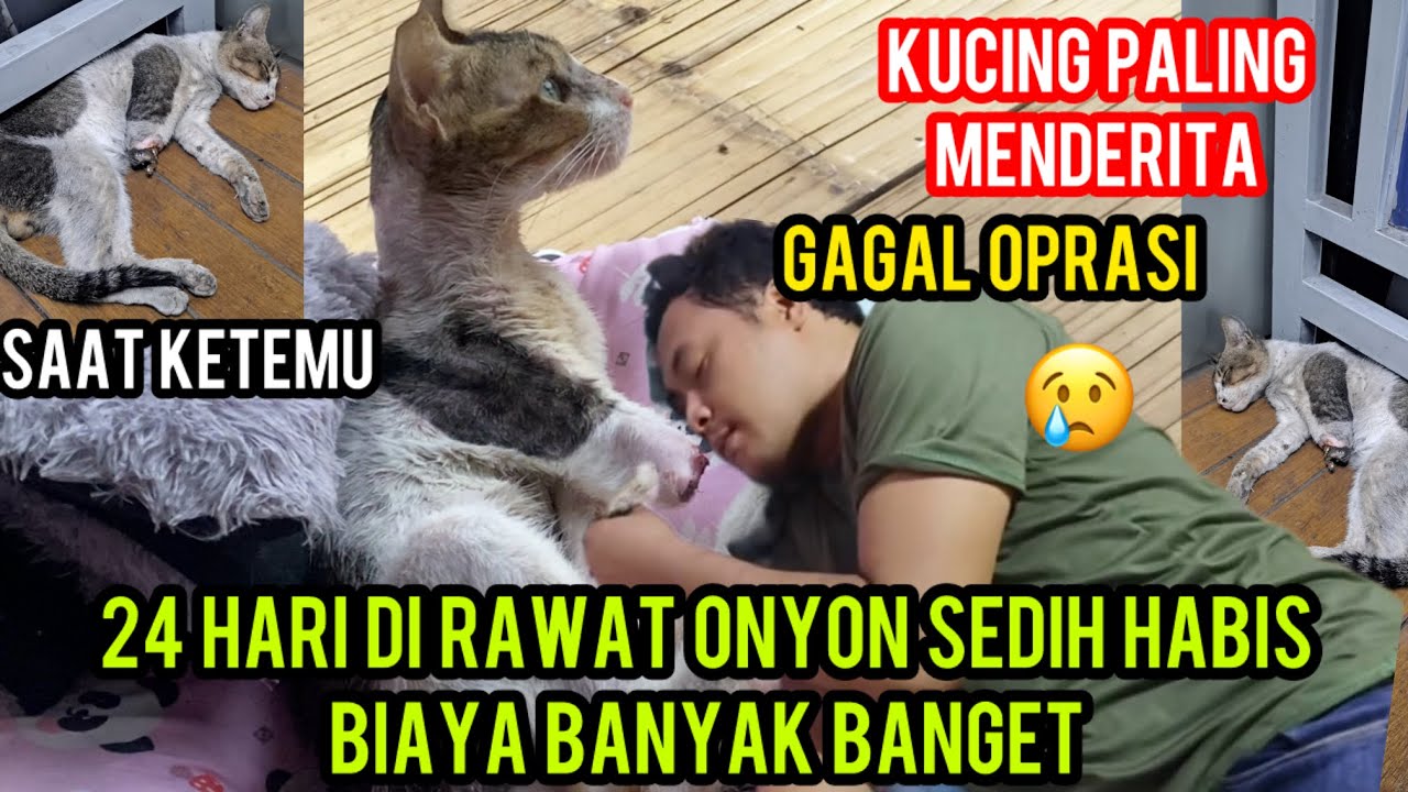 Akhirnya Kucing Onyon Pulang Dari Klinik Kucing Paling Menderita Dapat Tempat Tinggal..‼️