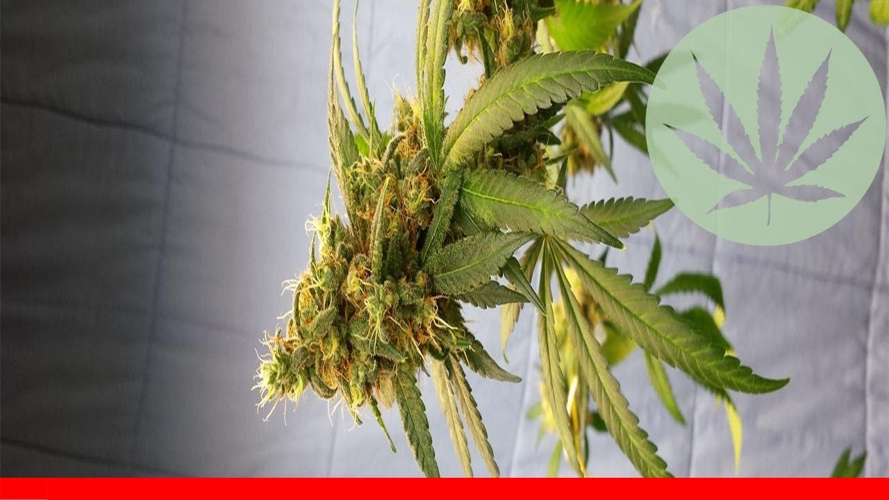 Sin City Kush - All About This Strain