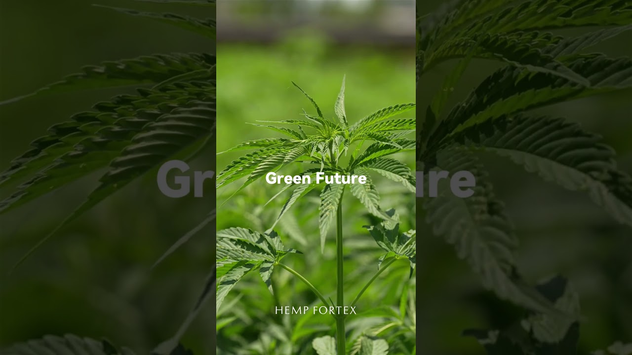🌱Look the Eco Hemp Field.  #hemp #plant #fiber #sustainable #greenfuture