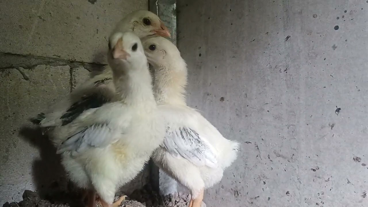 Anakan Shamo Sale 087720650967