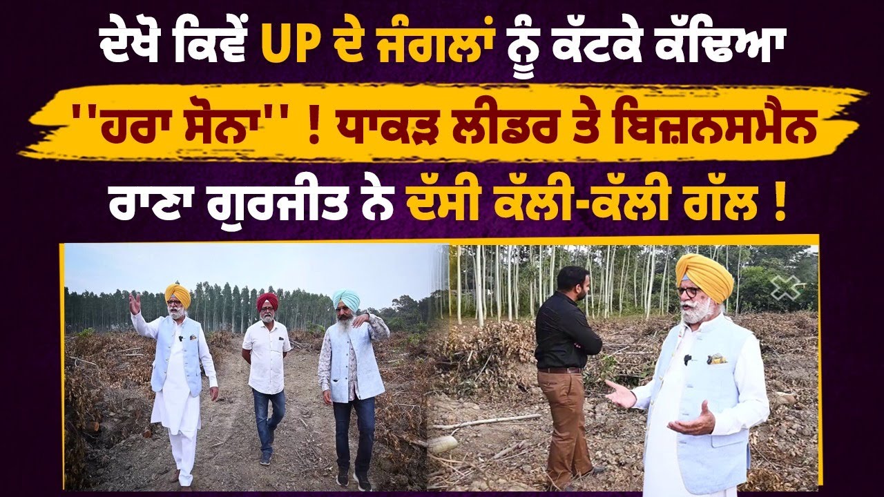 ਦੇਖੋ ਕਿਵੇਂ UP ਦੇ ਜੰਗਲਾਂ ਨੂੰ ਕੱਟਕੇ ਕੱਢਿਆ ''ਹਰਾ ਸੋਨਾ'' ! ਧਾਕੜ ਲੀਡਰ ਤੇ ਬਿਜ਼ਨਸਮੈਨ ਰਾਣਾ ਗੁਰਜੀਤ ਨੇ ਦੱਸੀ !