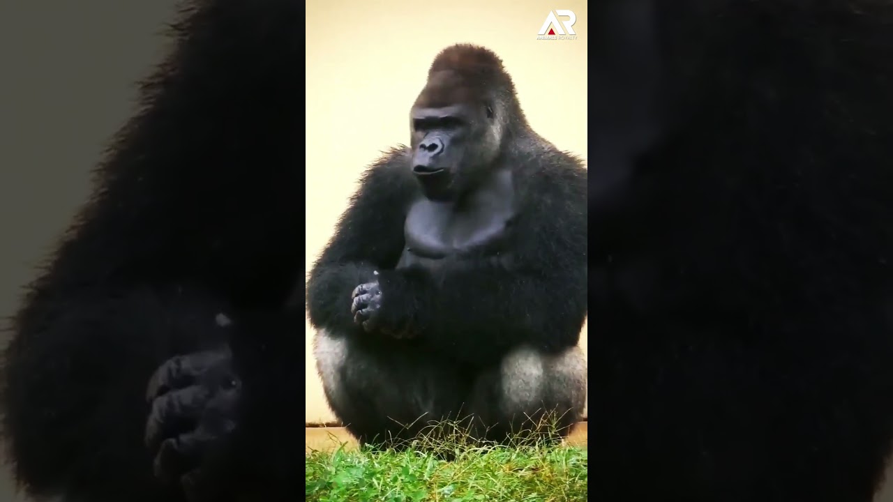Angry Gorilla Sound...!#viral #shorts #AnimalsRoyalty