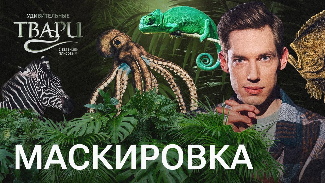 Полосы, прозрачная кровь, текстура камня и сплющенное тело: самая удачная маскировка в животном мире