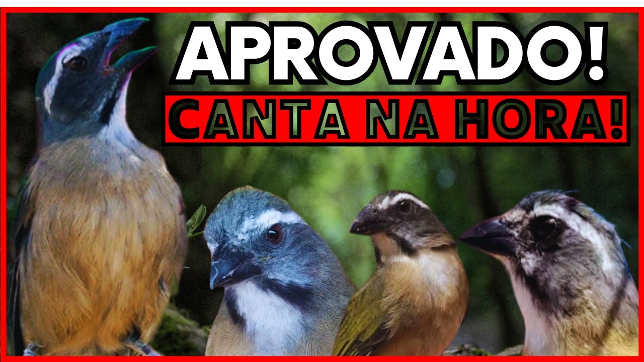 TESTE AGORA!💥 ESSE CANTO DE TRINCA FERRO ESQUENTA NA HORA! 💥 Trinca Ferro Cantando