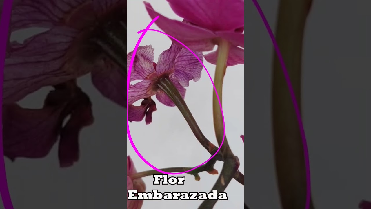 Wow 🅰️📢 Que todo el mundo lo sepa, as&iacute; se reproducen las orqu&iacute;deas a gran escala.