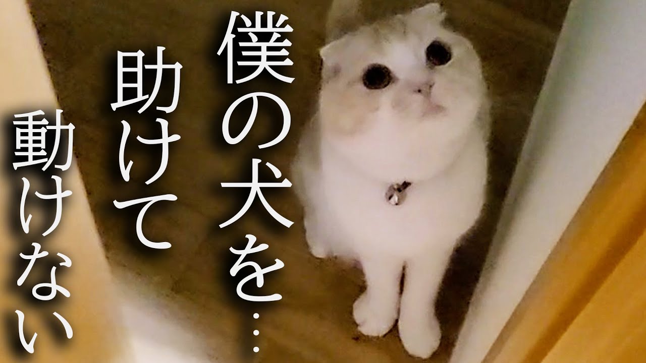 何かを必死に訴えてくる猫について行ったらまさか犬が...