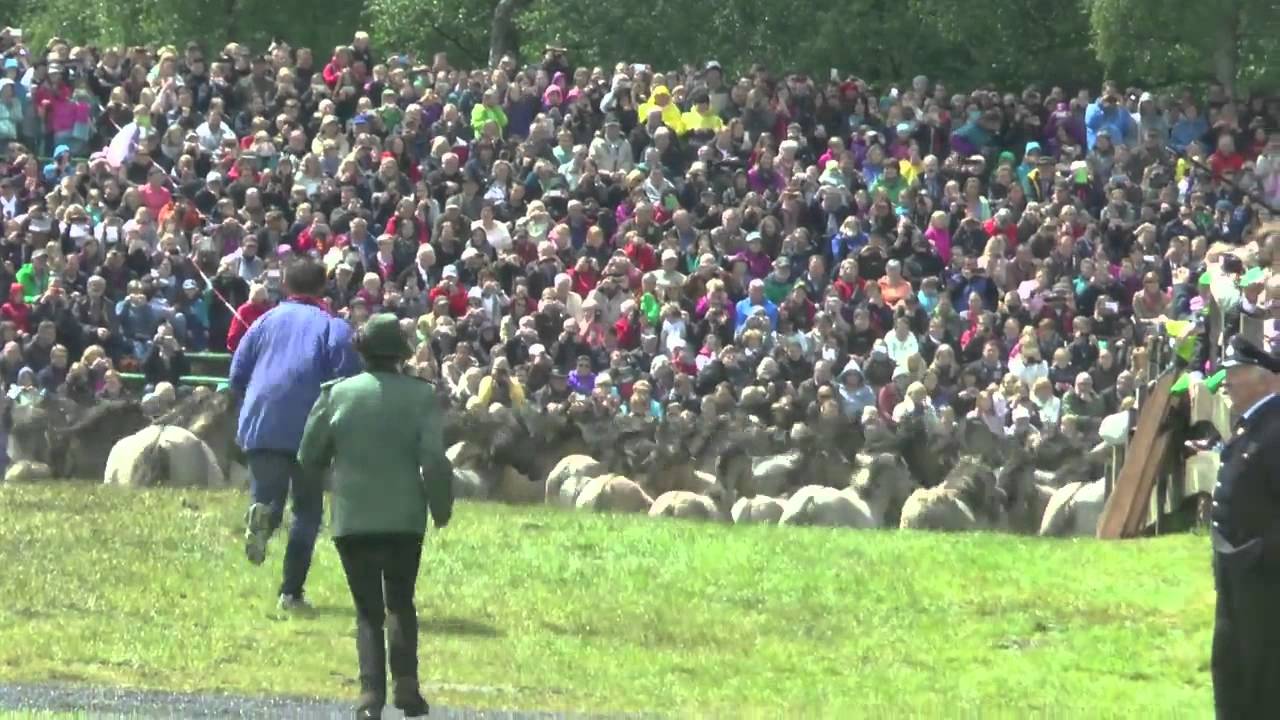 DÜLMENER WILDPFERDE im GALOPP 2015 - MERFELDER BRUCH 2015